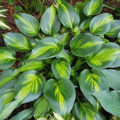 Hosta 'Justine'